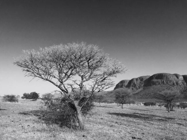 IN SOUTH AFRICA WITH THE HUNTER'S DREAM SAFARI by Jos Luis Ybarra