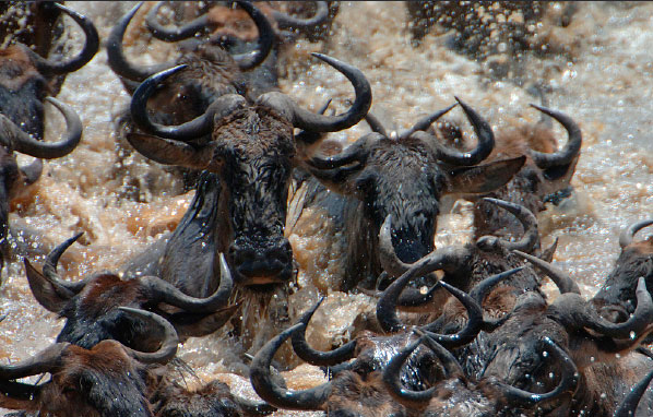 Blue Wildebeest Migration - Botswana 2013